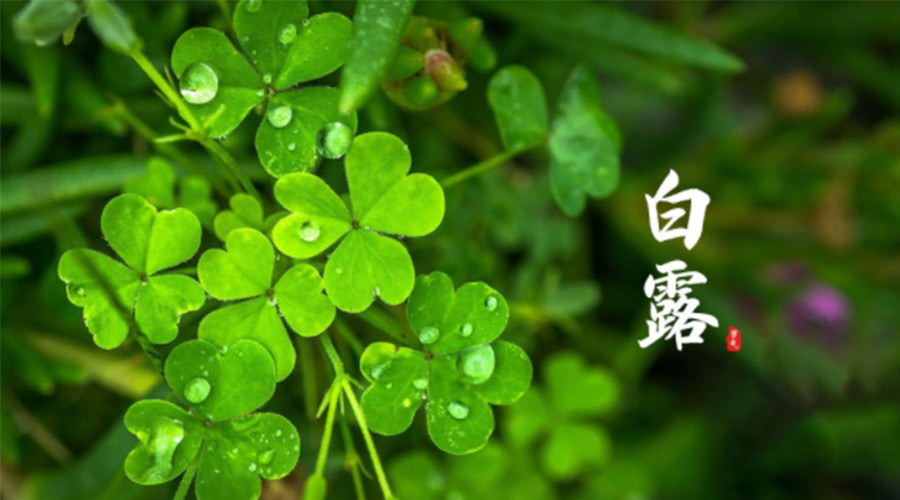 白露時節(jié)！ 金環(huán)電器提醒大家要注意這些事項